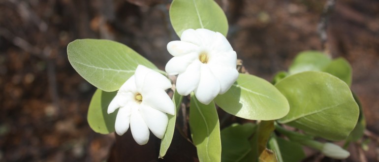 Traditional Australian medicinal plants
