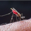 Health Issues India | Could a malaria treatment be found in human blood?