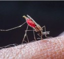 Health Issues India | Could a malaria treatment be found in human blood?