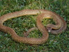Snakebite and Tropical Toxinology
