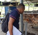 Understanding antimicrobial resistance in animals in Timor-Leste