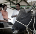 Combating brucellosis transmission in Timor-Leste