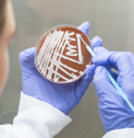 MEDIA RELEASE | Unmasking melioidosis: collaborative research needed to understand the  spread of the bacteria