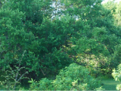 Rough Sleeping in Greater Darwin Project