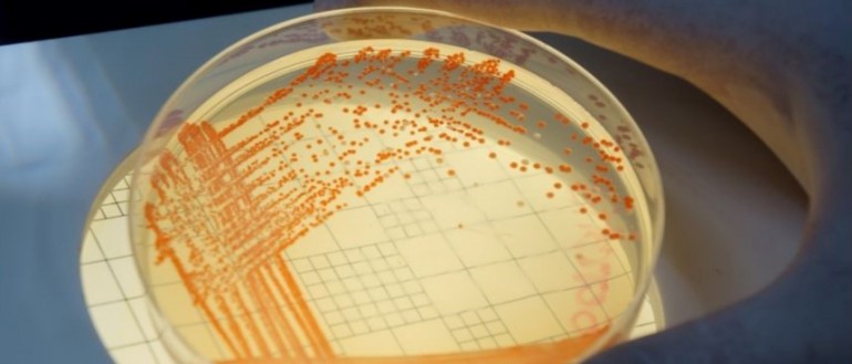 Impact of climate change on the spread of AMR