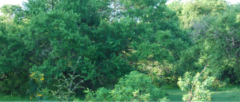 Rough Sleeping in Greater Darwin Project