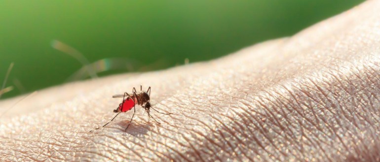 Comparative pathogenesis of falciparum, vivax and knowlesi malaria
