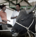 Combating brucellosis transmission in Timor-Leste