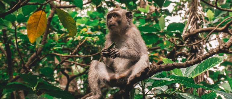 Tackling Malaysian monkey malaria