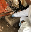Understanding antimicrobial resistance in animals in Timor-Leste