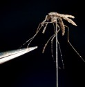 Malaria discoveries translate into treatment trials