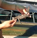 Media Release | Crocodile killing bacteria identified by Top End researchers
